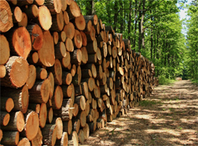 Заготовка и хранение древесины