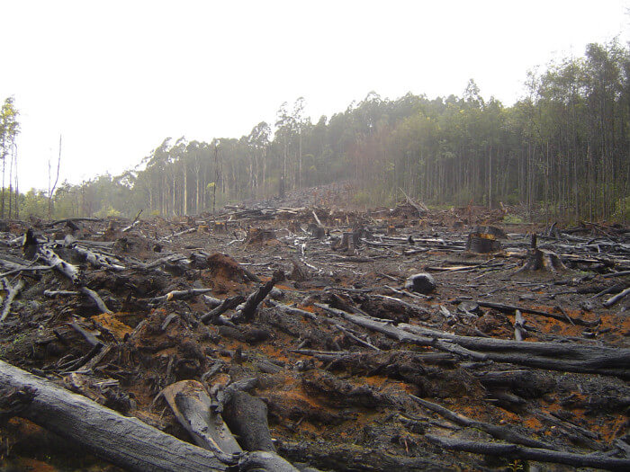 Тонкомер сжигают на лесосеке - и такая трагическая Судьба бывает у Тонкомера на дальних лесосеках