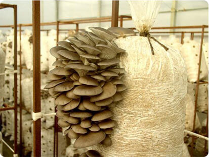 Использование опилок для выращивания грибов